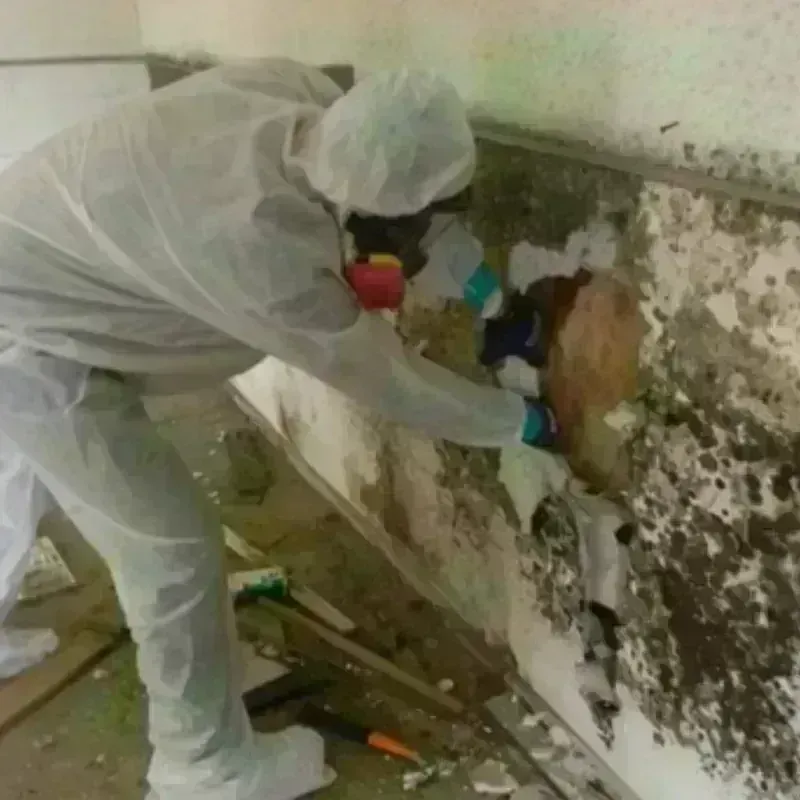 Mold Remediation and Removal in MacArthur, WV